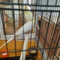 عروس هلندی لوتینو|پرنده|ری, فیروزآبادی|دیوار