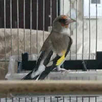 ماده سهره دورگ  جوجه قفس رام