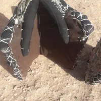 پالان الاغ|لوازم جانبی حیوانات|سده (خراسان جنوبی), |دیوار