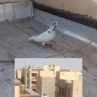 نرمست قلدور سوسکی ماده کله دم سبزساعتی۴۰۰|پرنده|پرند, فاز ۰|دیوار