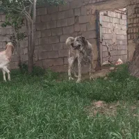 سگ گله و نگهبان|سگ|تربت جام, پارک جنگلی|دیوار