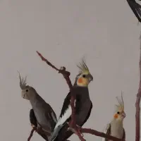 عروس هلندی ، مرغ عشق ، فنچ لپ سیاه