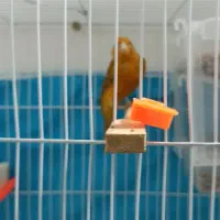 قناری دارچینی شلاقی.فنچ|پرنده|مشهد, انقلاب|دیوار