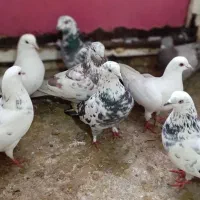۲۰عدد کبوتر طوقی و تهرانی