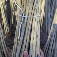 نهال صنوبر تبریزی|خدمات باغبانی و درختکاری|مشگین شهر, |دیوار