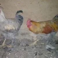 خروس|حیوانات مزرعه|شهریار, اسد‌آباد|دیوار