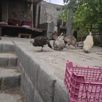 فروش فوری مرغ وخروس وبوقلمون وغاز