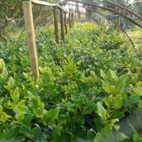 یاس هلندی نشا وسطل ۳.۵