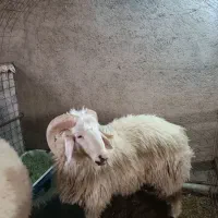 بره نر|حیوانات مزرعه|زارچ, |دیوار