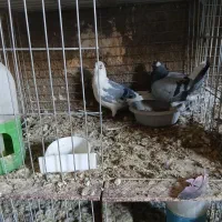 نرو ماده ابلق پلاکی