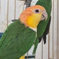 یک جفت کایک سر نارنجی|پرنده|مشهد, دانش|دیوار