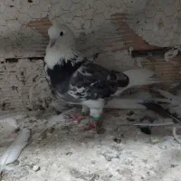 کبوتر رایگان