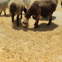 میش آبستن بز