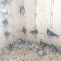 کبوتر. کفتر. پرنذه|پرنده|شیراز, گویم|دیوار