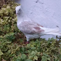 یک جفت گردار|پرنده|چگنی, |دیوار