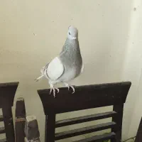 سوسنی دم سفید نر