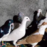 کبوتر گرفتنی|پرنده|سبزوار, قصبه غربی|دیوار