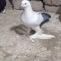 گوی قویروخ مایا  قزقن ۱۵۰۰ بدون ایراد