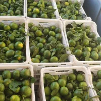 ۸۰۰ کیلو نارنگی ژاپنی