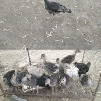 1عدد بوقلمون ماده به همراه 7 عدد جوجه(محلی)