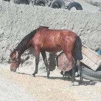 اسب|اسب و تجهیزات اسب‌سواری|قوچان, |دیوار