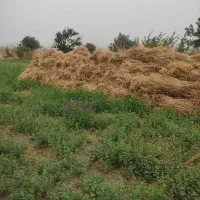 یونجه|خدمات باغبانی و درختکاری|عنبران, |دیوار