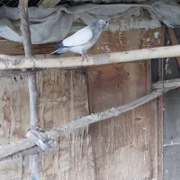 کبوتر پرشی و نقشی|پرنده|پیر بکران, |دیوار