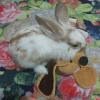 خرگوش لوپ|موش و خرگوش|قم, انسجام|دیوار