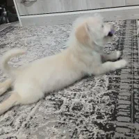 واگذاری سگ|سگ|رباط‌کریم, مسکن مهر آبشناسان|دیوار