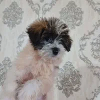 واگذاری سگ شیتزو. نر و ماده. دوماهه