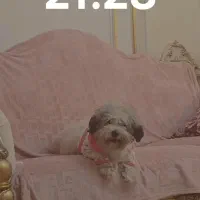 گمشده به یابنده مژدگانی طلا داده میشود