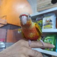 طوطی گرینچیک ها دبل رد کلکسیونی|پرنده|قائمشهر, |دیوار