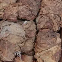 برگ زرد|خوردنی و آشامیدنی|کاکی, |دیوار