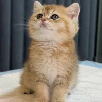 کپل ترین گربه ی بریتیش