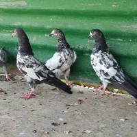 چهار جفت جوجه تیدی|پرنده|ریگ, |دیوار