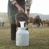 شیر اسب مادیون