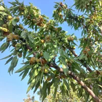 فروش و معاوضه باغ بادام سامان