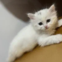 گربه پرشین اصیل