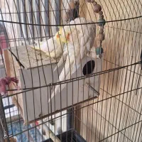 عروس هلندی|پرنده|پاکدشت, پاکدشت (مامازند)|دیوار