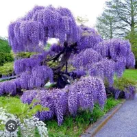 کاج کامیس، لاوسون، شمشاد، گلیسین