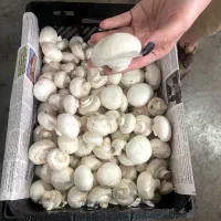 پرورش قارچ با مشاوره کامل/سالن قارچ