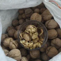 گردو درجه یک مناطق سرد سیرکوهستانی شاه جهان