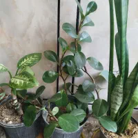 گل و گیاه طبیعی|گل و گیاه طبیعی|ایذه, |دیوار
