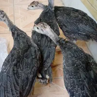 جوجه بوقلمون ۳ ماه درشت
