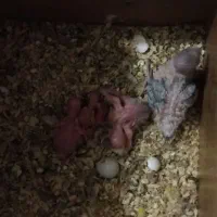 جفت مرغ عشق روی تخم چند بارهم جوجه دادن ماده دستی