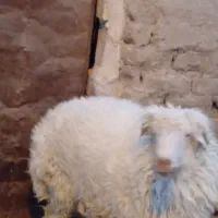 یک عدد بره نر|حیوانات مزرعه|خوسف, |دیوار