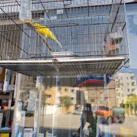 قناری سوپری