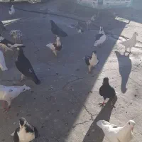 تعدادی کبوتر به فروش می رسد|پرنده|مشهد, ادیب نیشابوری (شهرک غرب)|دیوار