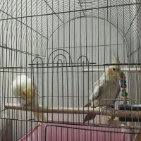 عروس هلندی