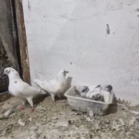 ۲ جفت کفتر ذات دار با جوجه هاش سو قدیم|پرنده|کاشان, زیدی|دیوار